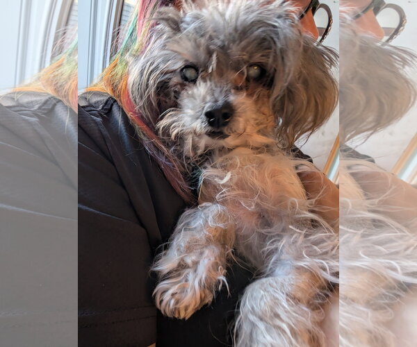 Medium Photo #2 Poodle (Miniature)-Unknown Mix Puppy For Sale in Clarkston, MI, USA