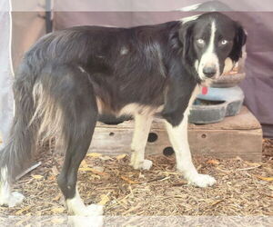 Medium Border Collie Mix