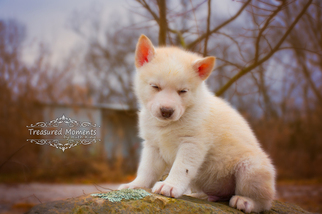 Siberian Husky Puppy for sale in TASWELL, IN, USA