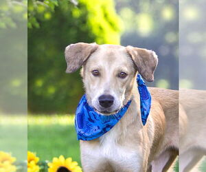 Labrador Retriever-Unknown Mix Dogs for adoption in Unionville, PA, USA