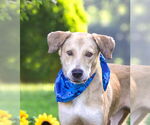 Small Labrador Retriever Mix