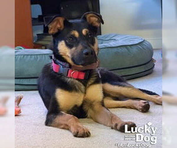 Medium Photo #5 Beagle-Unknown Mix Puppy For Sale in Washington, DC, USA