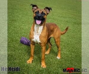 Heidi - Female Black Mouth Cur-Unknown Mix Dog for Adoption - Photo #2