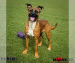 Small Photo #2 Black Mouth Cur-Unknown Mix Puppy For Sale in Maryville, TN, USA