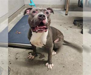 Mutt Dogs for adoption in Camarillo, CA, USA