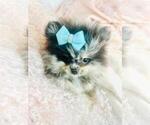 Small #10 Pomeranian
