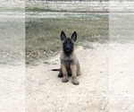 Small Photo #1 Belgian Malinois Puppy For Sale in POTEET, TX, USA
