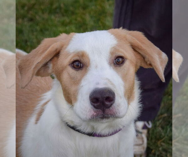 Medium Photo #1 Great Pyrenees-Unknown Mix Puppy For Sale in Huntley, IL, USA