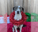 Small #2 American Pit Bull Terrier Mix