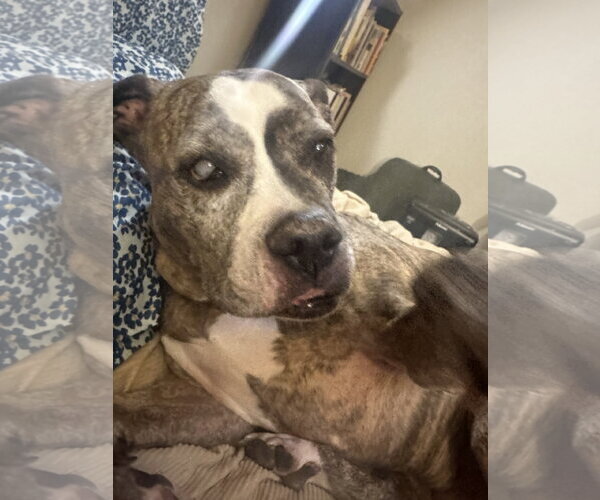 Medium Photo #6 Boxer-Unknown Mix Puppy For Sale in St. Louis Park, MN, USA