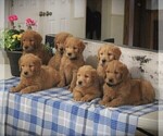 Small Photo #2 Goldendoodle Puppy For Sale in PARKESBURG, PA, USA