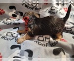 Small Photo #3 Yorkshire Terrier Puppy For Sale in AKRON, OH, USA