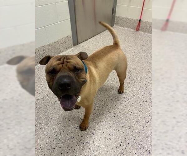 Medium Photo #1 American Bulldog-Chinese Shar-Pei Mix Puppy For Sale in Brighton, CO, USA