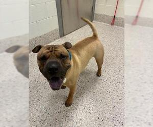 Medium American Bulldog-Chinese Shar-Pei Mix