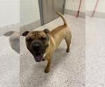 Small American Bulldog-Chinese Shar-Pei Mix