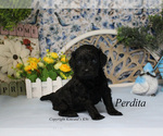 Small Photo #6 Cavapoo Puppy For Sale in CHANUTE, KS, USA