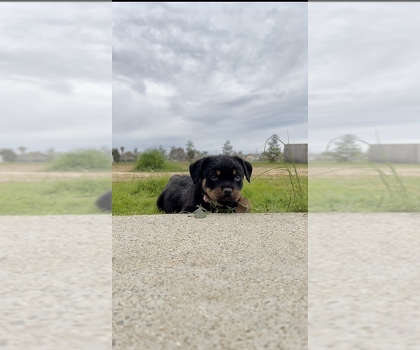 Full screen Photo #4 Rottweiler Puppy For Sale in MADERA, CA, USA