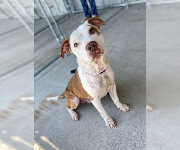 Medium Photo #2 American Pit Bull Terrier-Unknown Mix Puppy For Sale in Conroe, TX, USA
