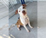 Small #1 American Pit Bull Terrier Mix