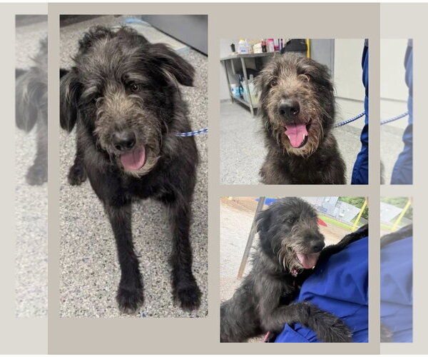 Medium Photo #1 Irish Wolfhound-Unknown Mix Puppy For Sale in Newfoundland, PA, USA