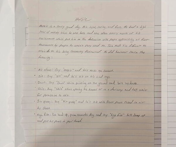 Medium Photo #10 Jack Chi Puppy For Sale in Visalia, CA, USA