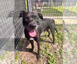 Mutt Dogs for adoption in Abbeville, LA, USA