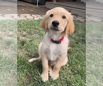 Puppy Red Boy Golden Retriever