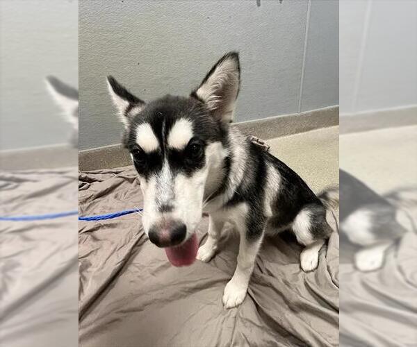 Medium Photo #1 Siberian Husky-Unknown Mix Puppy For Sale in Las Vegas, NV, USA