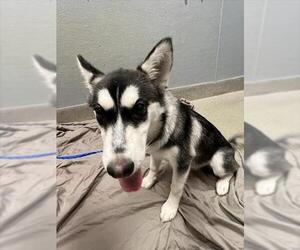 Siberian Husky-Unknown Mix Dogs for adoption in Las Vegas, NV, USA