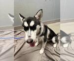 Small Siberian Husky Mix