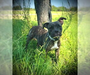 Bulldog-Unknown Mix Dogs for adoption in Pleasanton, TX, USA