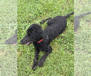Dolly Parton - Female Poodle (Standard)-Unknown Mix Dog for Adoption - Photo #3