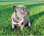 Small Photo #21 French Bulldog Puppy For Sale in MARYSVILLE, WA, USA
