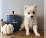 Small #2 Pomeranian
