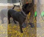 Small #2 Labrador Retriever Mix