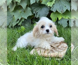 Cavapoo Puppy for Sale in MIDDLEBURY, Indiana USA