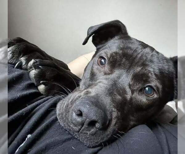 Medium Photo #1 Staffordshire Bull Terrier-Unknown Mix Puppy For Sale in Woodbury, NY, USA