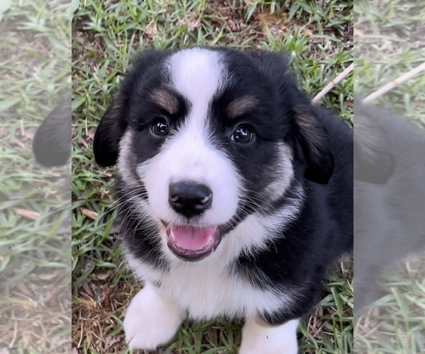 Medium Photo #18 Miniature Australian Shepherd Puppy For Sale in E LAURINBURG, NC, USA