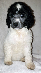 Poodle (Standard) Puppy for sale in RAMONA, CA, USA