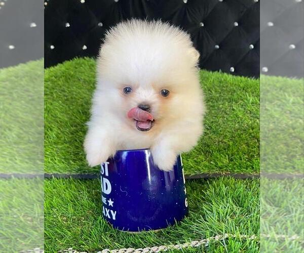 Medium Photo #1 Pomeranian Puppy For Sale in WEST PALM BEACH, FL, USA