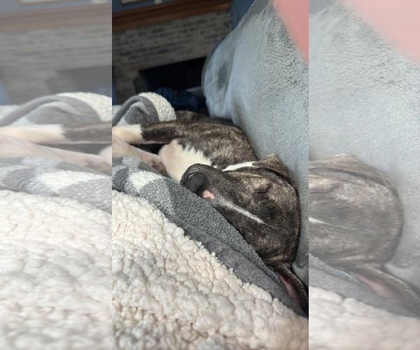 Medium Photo #8 American Pit Bull Terrier-Unknown Mix Puppy For Sale in Germantown, OH, USA