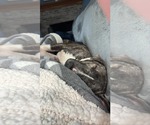Small Photo #8 American Pit Bull Terrier-Unknown Mix Puppy For Sale in Germantown, OH, USA