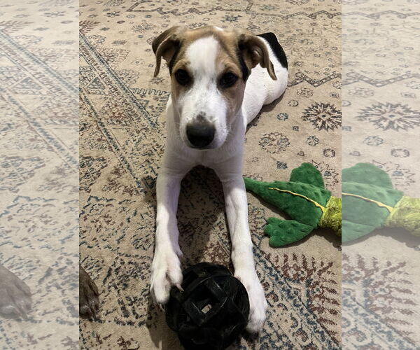 Medium Photo #5 Beagle-Unknown Mix Puppy For Sale in Columbus, IN, USA