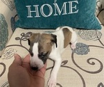 Small #1 Whippet