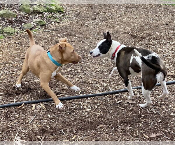 Medium Photo #4 American Pit Bull Terrier-Unknown Mix Puppy For Sale in Wesley Chapel, SC, USA