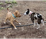 Small #3 American Pit Bull Terrier Mix