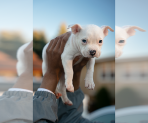 American Bully Puppy for sale in AURORA, IL, USA