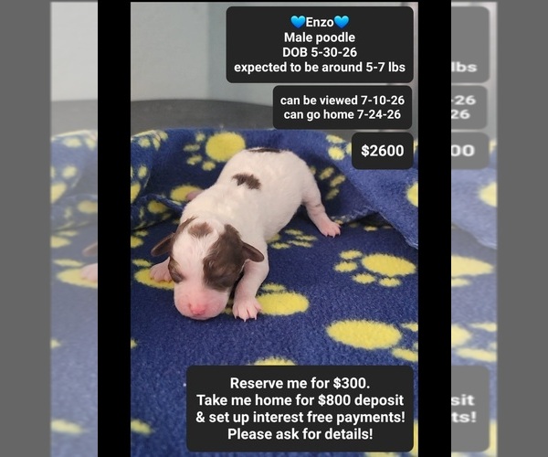 Medium Photo #1 Poodle (Toy) Puppy For Sale in TUCSON, AZ, USA