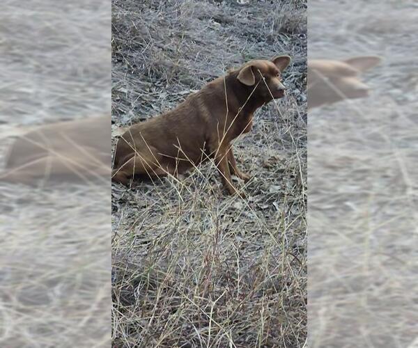 Medium Photo #1 Labrador Retriever-Unknown Mix Puppy For Sale in San Antonio, TX, USA