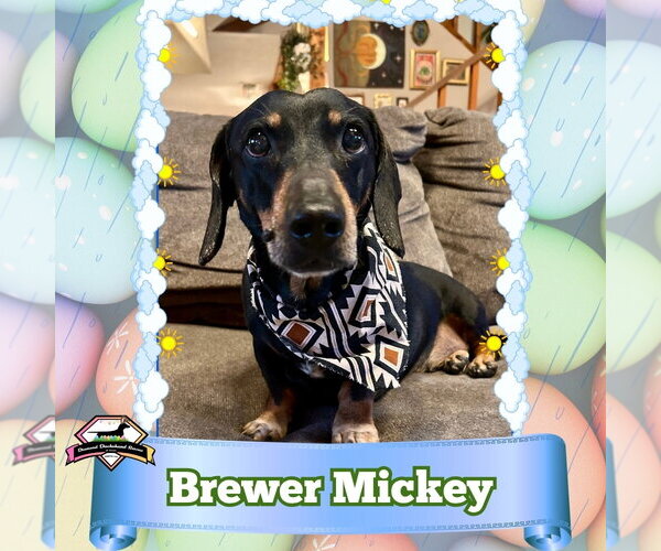 Medium Photo #1 Dachshund Puppy For Sale in San Antonio, TX, USA